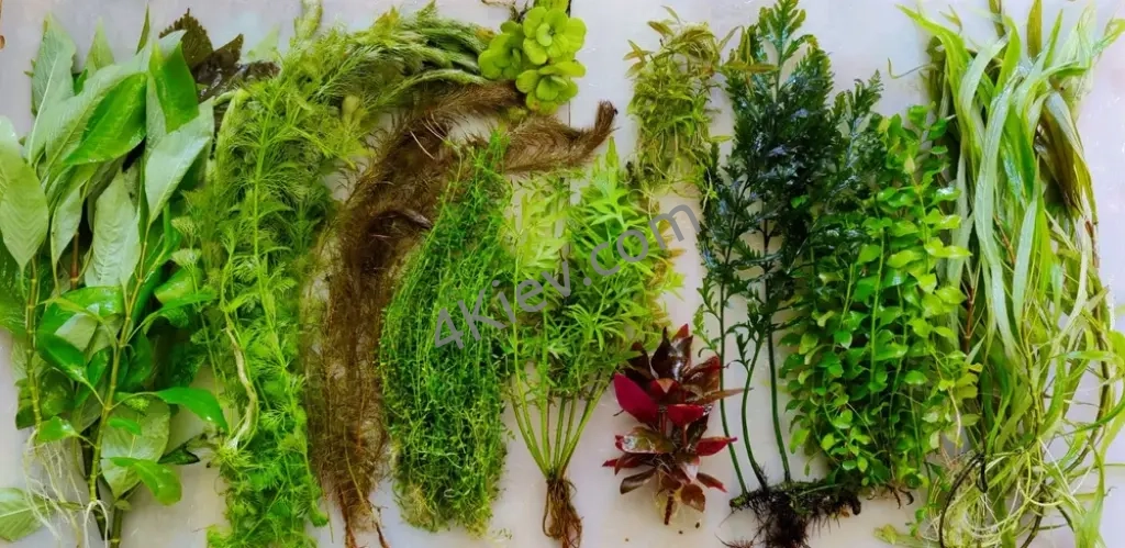 Водості для акваріума