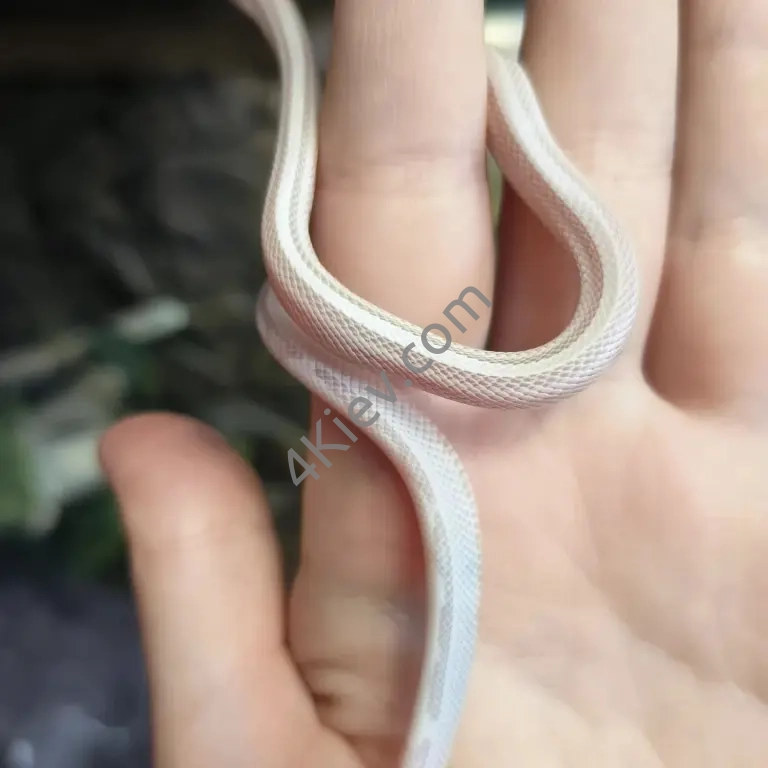 Маїсовий полоз