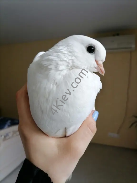 Голуб-Павич