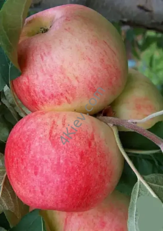 Яблуко сортове, 1кг