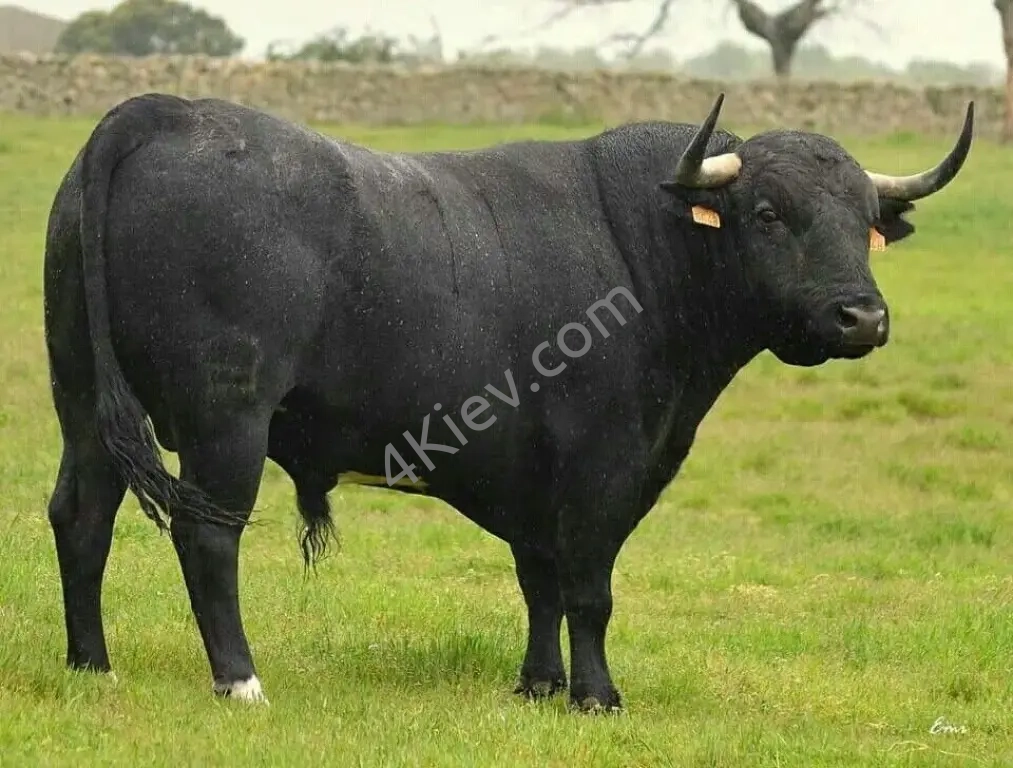 Чорний бик