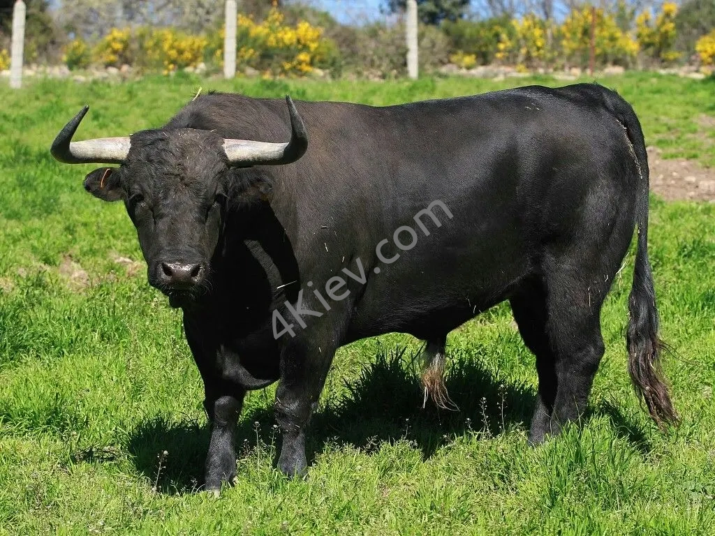 Чорний бик