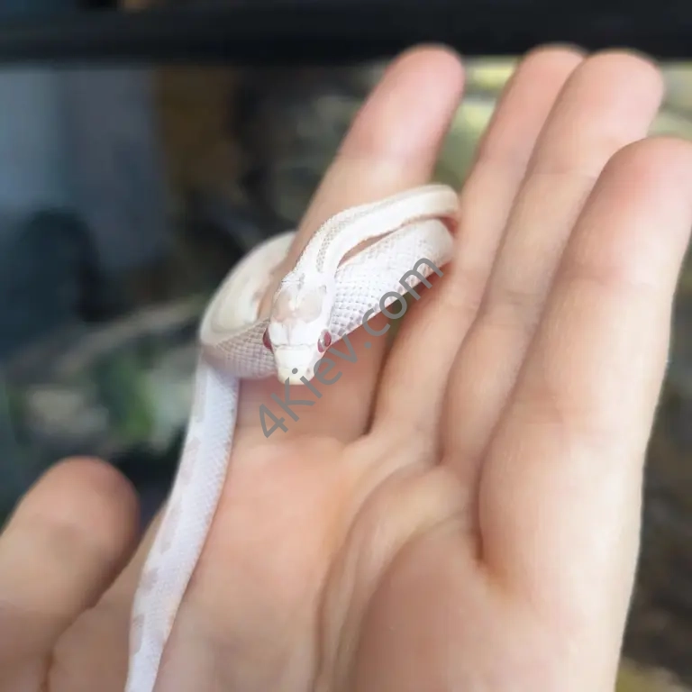 Маїсовий полоз