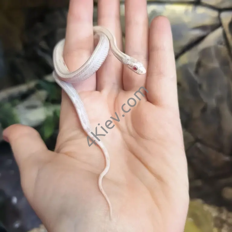 Маїсовий полоз