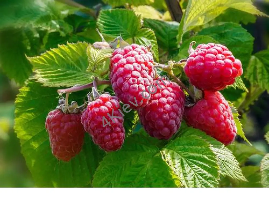 Малина свіжа, 100г