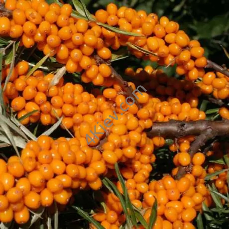 Обліпиха свіжа, 100г