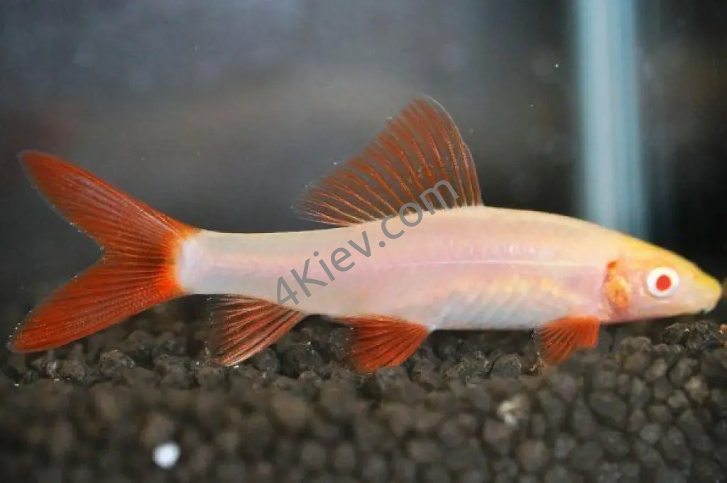 Рибка Лабео Альбінос