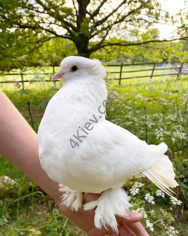 Голуб-Павич