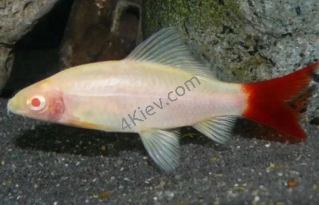 Рибка Лабео Альбінос