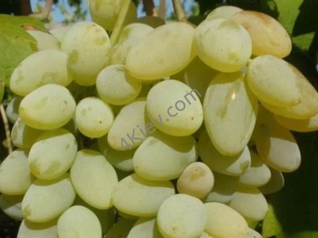 Виноград білий сорт Лора