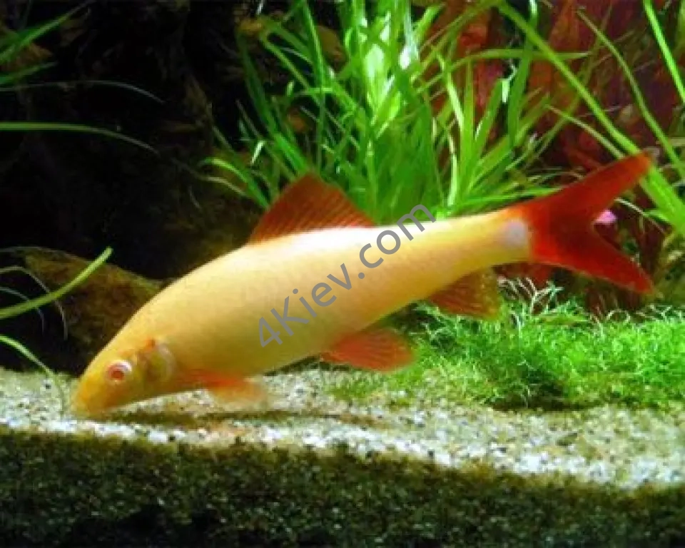 Рибка Лабео Альбінос