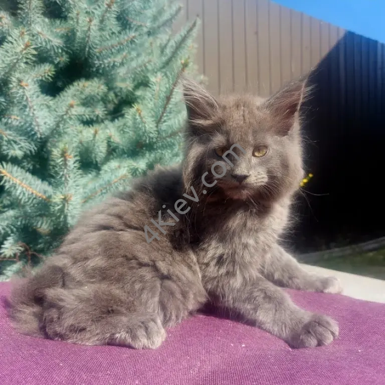 Кошенята Мейн-кун