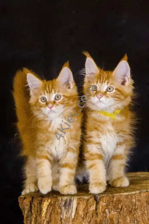 Кошенята Мейн-кун