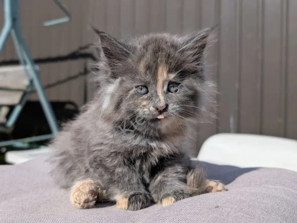 Кошенята Мейн-кун