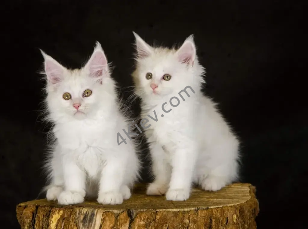 Кошенята Мейн-кун