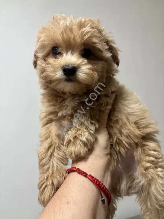 Міні мальтипу F1