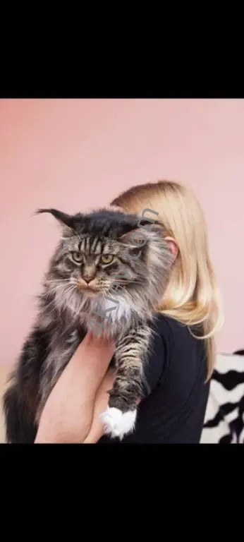 Кошенята Мейн-кун