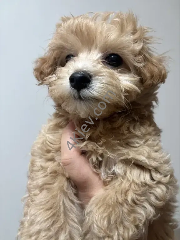 Міні мальтипу F1