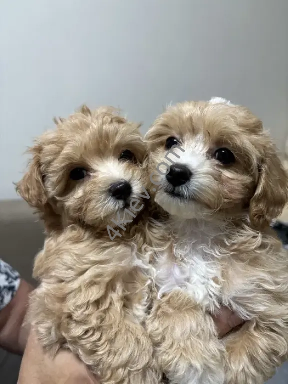 Міні мальтипу F1