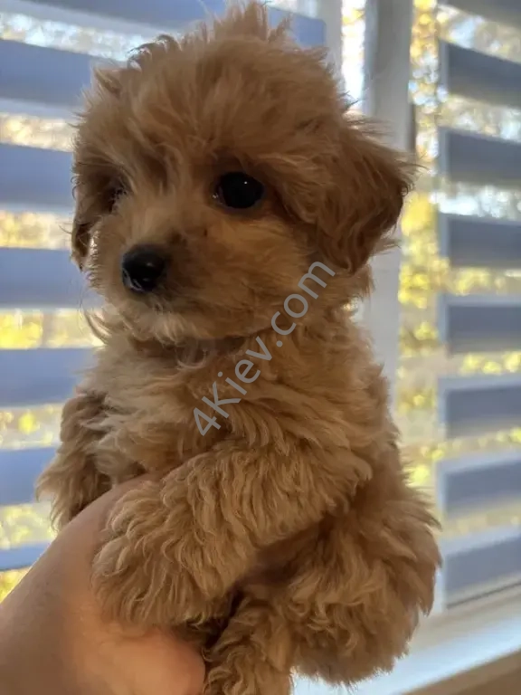 Міні мальтипу F1