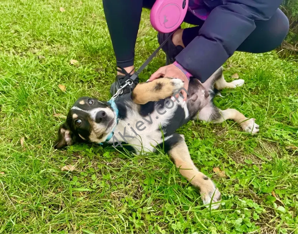 Шукаю дім для цуценя Блютуза