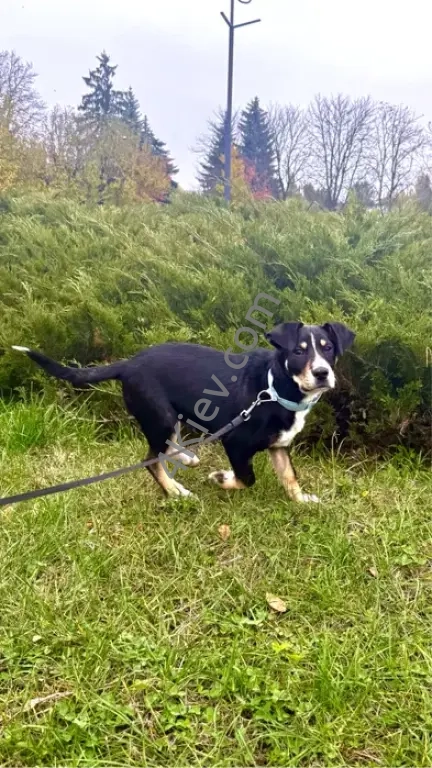 Шукаю дім для цуценя Блютуза