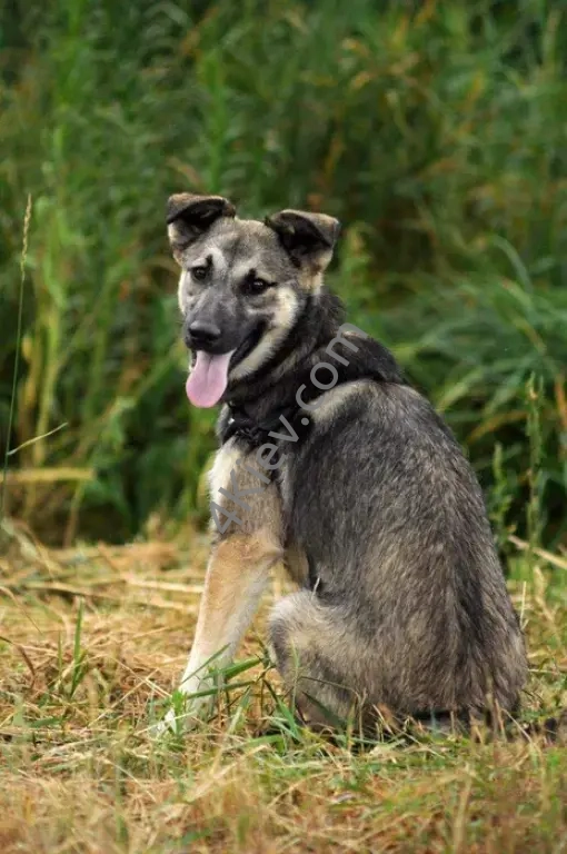 Шедоу собачка 8 мес, молодая и энергичная девочка ждет, щенок