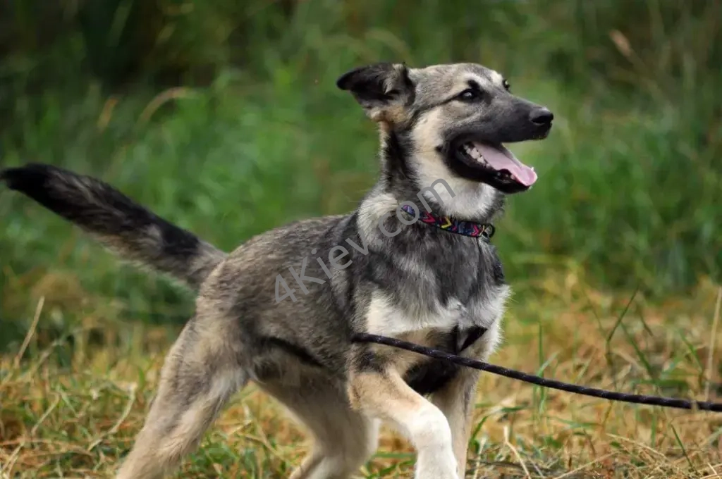 Шедоу собачка 8 мес, молодая и энергичная девочка ждет, щенок
