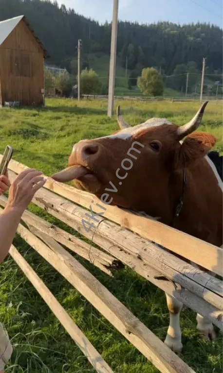 Оренда будинку в лісі