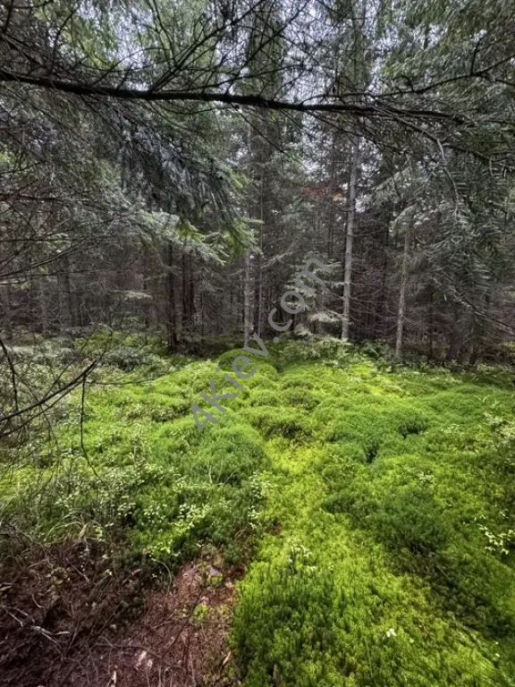 Оренда будинку в лісі